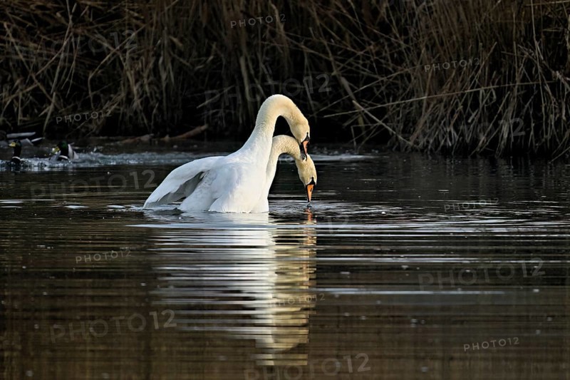 Mute swans (Cygnus olor), mating, copula, Flachsee nature reserve, Freiamt, Canton Aargau, Switzerland