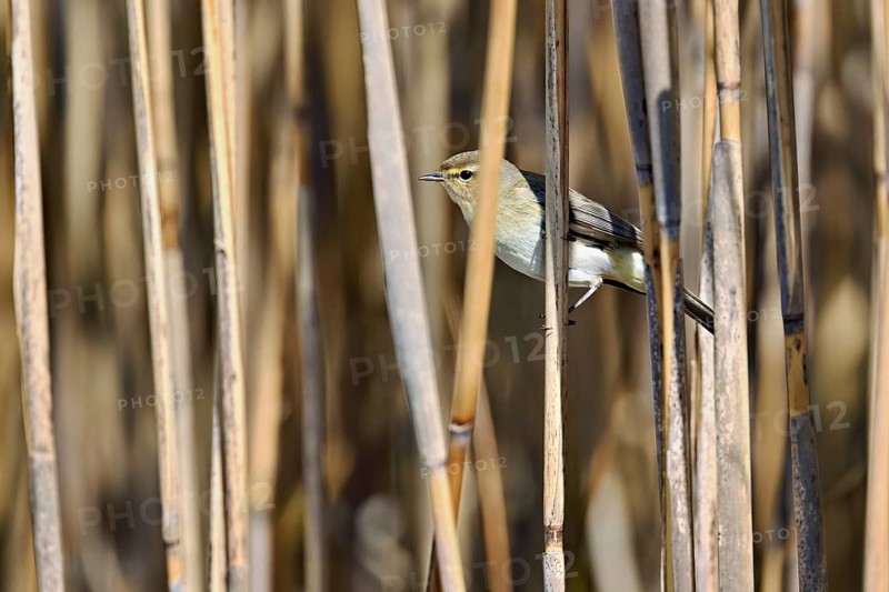 Willow Warbler (Phylloscopus trochilus), male sitting in reeds, Flachsee nature reserve, Freiamt, Canton Aargau, Switzerland