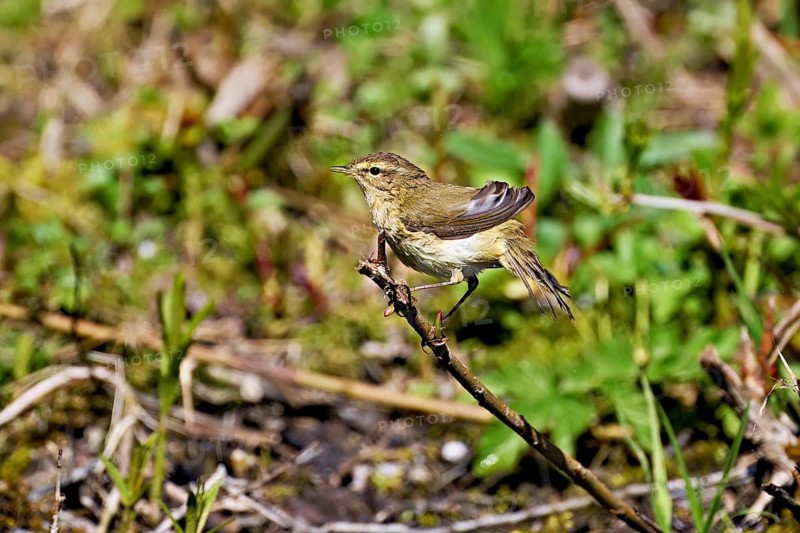 Willow Warbler (Phylloscopus trochilus), male sitting on a branch, Flachsee nature reserve, Freiamt, Canton Aargau, Switzerland
