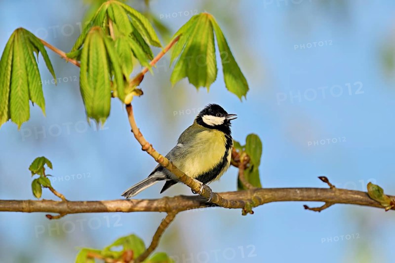 Great Tit (Parus major), singing on a branch, Flachsee nature reserve, Freiamt, Canton Aargau, Switzerland