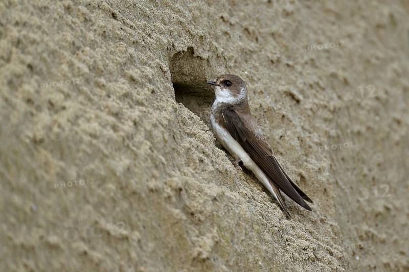 Sand martin (Riparia riparia), sitting on a steep sand wall in front of its breeding tube, Reussegg nature reserve, Canton Aargau, Switzerland
