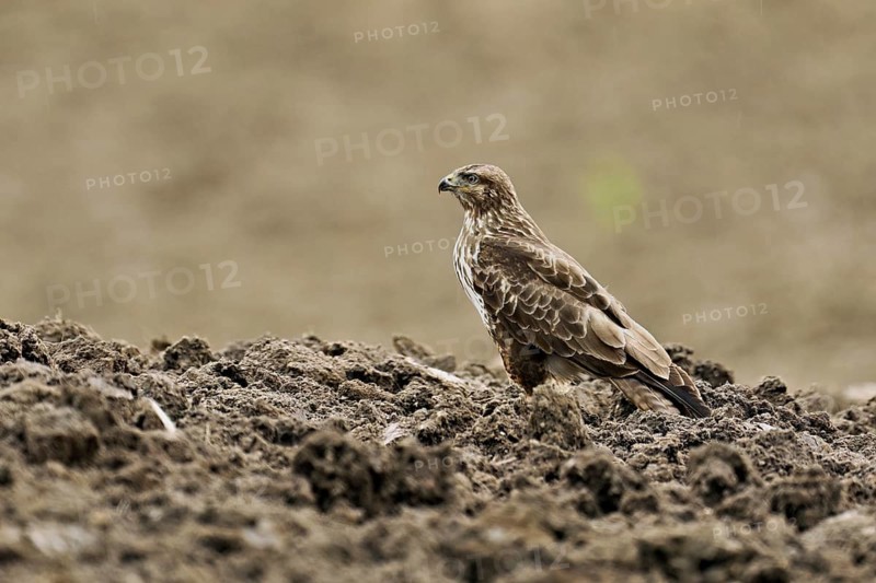 Common buzzard (Buteo buteo), standing in a field, Flachsee nature reserve, Freiamt, Canton Aargau, Switzerland