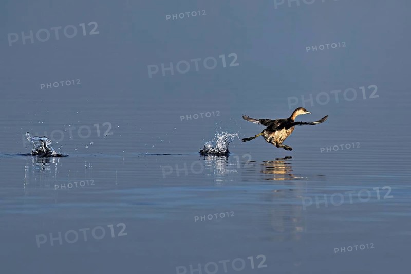 Red-breasted merganser (Mergellus albellus), adult animal walking over water, Flachsee nature reserve, Canton Aargau, Switzerland