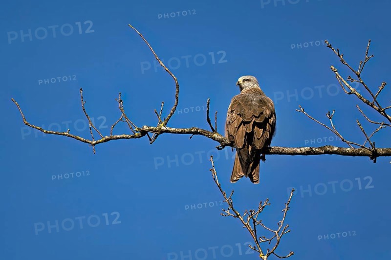 Black Kite (Milvus migrans), sitting on a branch, Flachsee nature reserve, Freiamt, Canton Aargau, Switzerland