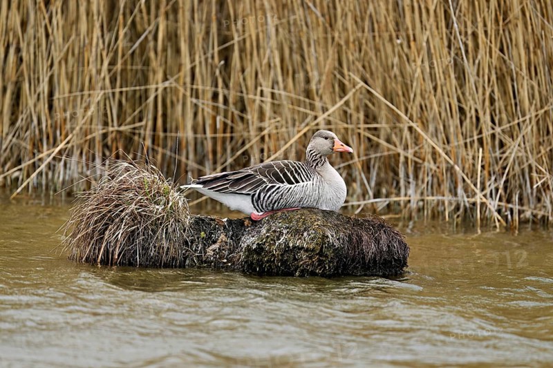 Greylag goose (Anser anser), sitting on a rootstock, Flachsee nature reserve, Freiamt, Canton Aargau, Switzerland