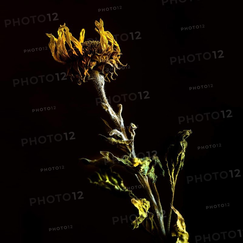 A dried sunflower stands elegantly with its withered petals and textured stem, capturing the beauty of decay against a stark black backdrop. The contrast highlights its unique features