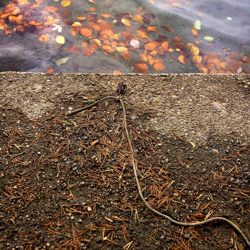Leaves float on the surface of the water, reflecting warm colors as a rope lies motionless on the shore next to scattered pine needles, creating a tranquil setting in nature