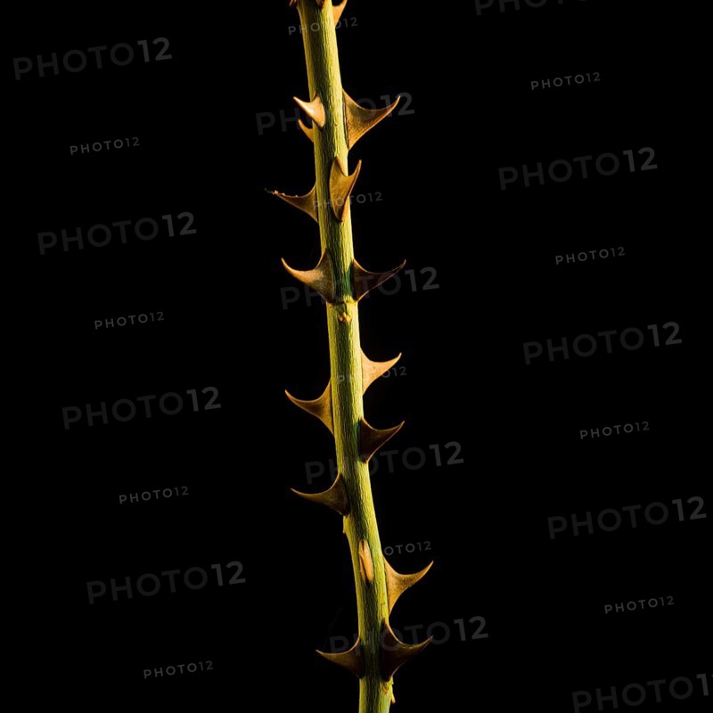A vertical stem of a thorny plant with sharp spikes stands illuminated against a dark backdrop, emphasizing its unique structure and the intricate details of its design