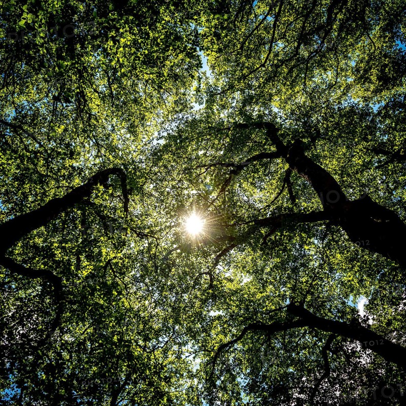 Sunlight filtering through lush green tree foliage creates a serene atmosphere in a forested area