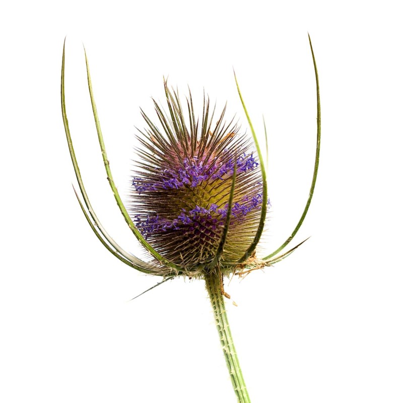 This striking thistle plant showcases vibrant purple flowers surrounded by spiky bracts, standing tall in its natural habitat against a soft, light background, emphasizing its intricate beauty