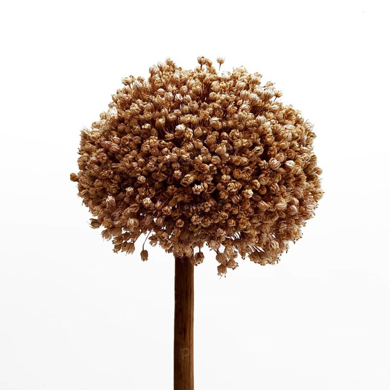 Natural dried garlic (allium) flower showcasing intricate details and organic textures in a minimalist setting