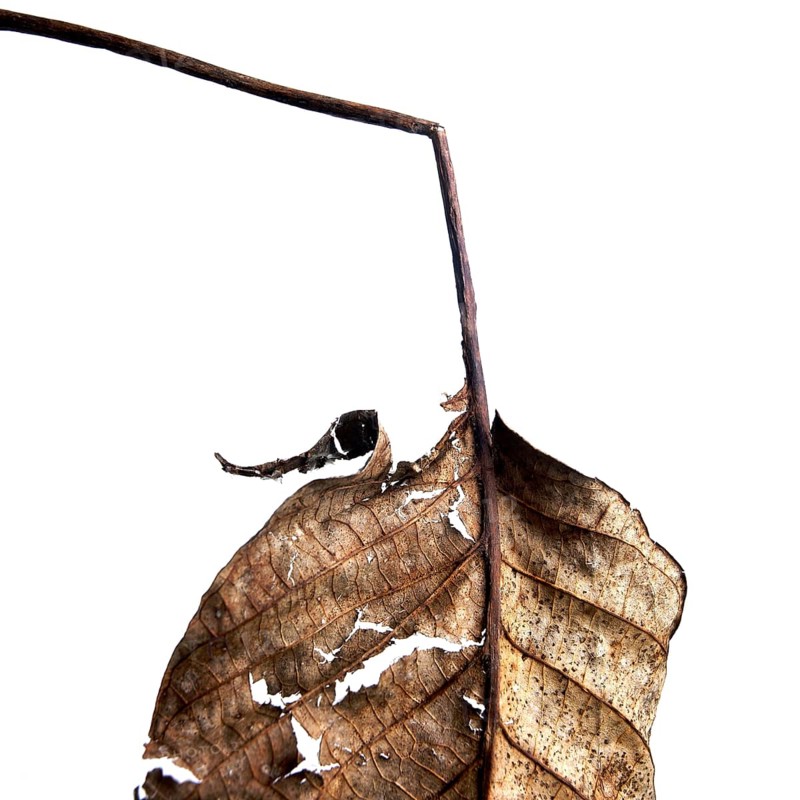 A close-up view of a dried leaf reveals its delicate textures and patterns. The intricate design is highlighted against a simple white background, emphasizing the beauty of nature