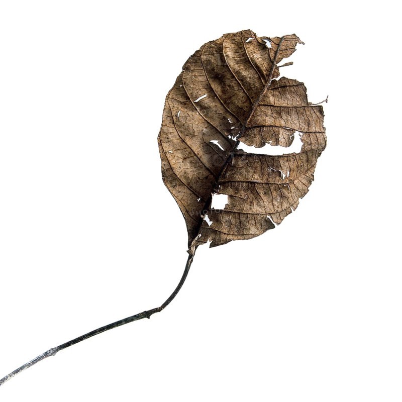A dry leaf displays intricate textures against a muted background, highlighting its organic details. The leaf's faded color and unique contours emphasize the beauty of natural decay