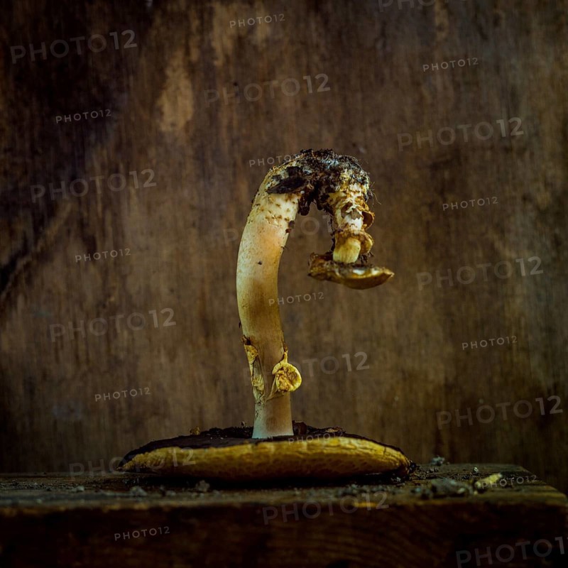 Mushroom with curved stem and cap on textured brown background showcasing natural beauty and form