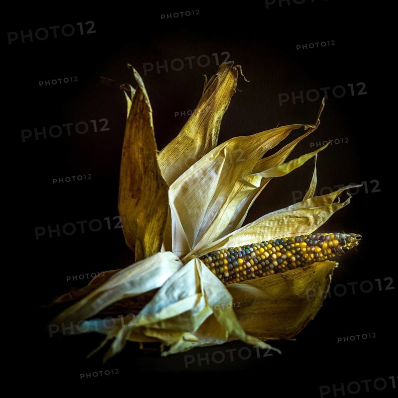 Multicolored corn stands out against a dark backdrop, with dried husks artistically arranged to highlight the vibrant kernels. This creative display emphasizes the beauty of natural grains