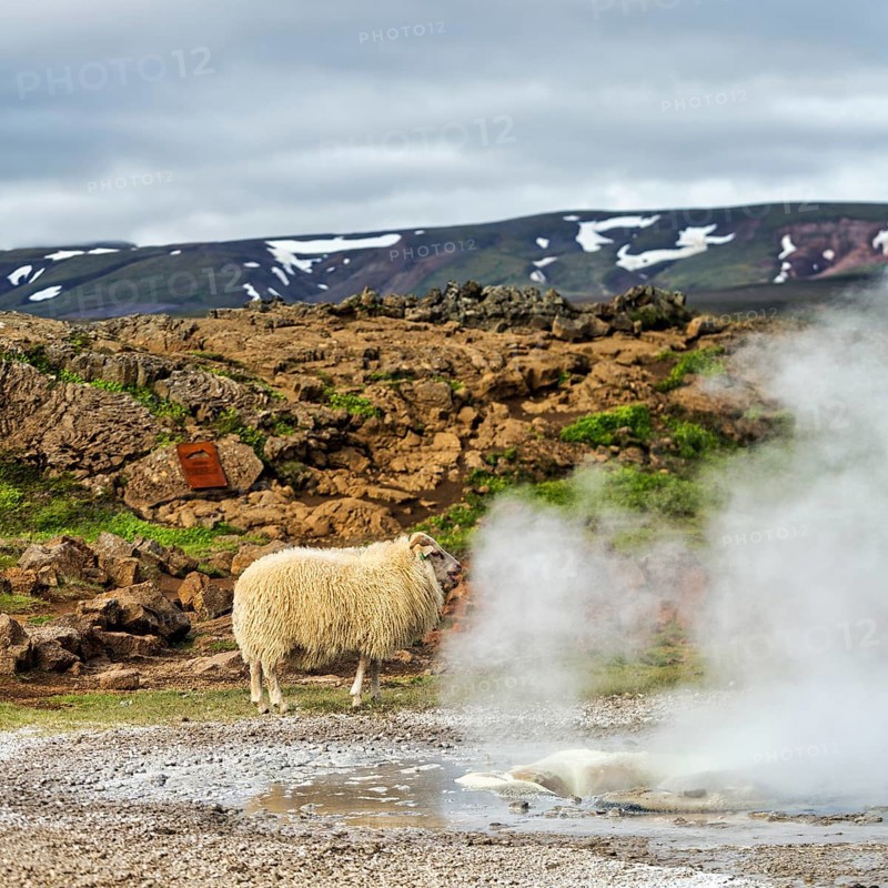 Free-range sheep, sulphur vapour, Hveravellir geothermal area, Icelandic highlands, Suðurland, Sudurland, Iceland
