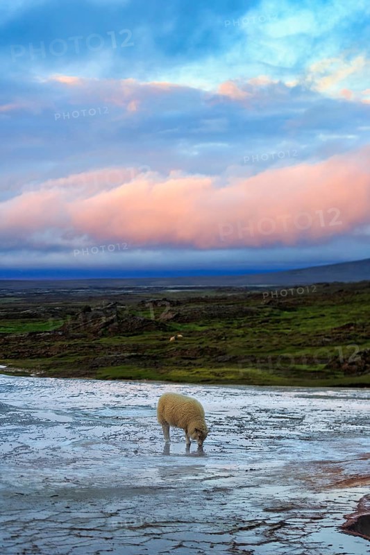 Free-range sheep on sinter terrace, evening sky, Hveravellir geothermal area, Icelandic highlands, Suðurland, Sudurland, Iceland