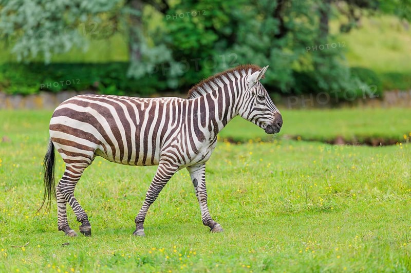A Grant's zebra (Equus quagga boehmi) stands in a green meadow. Kenya