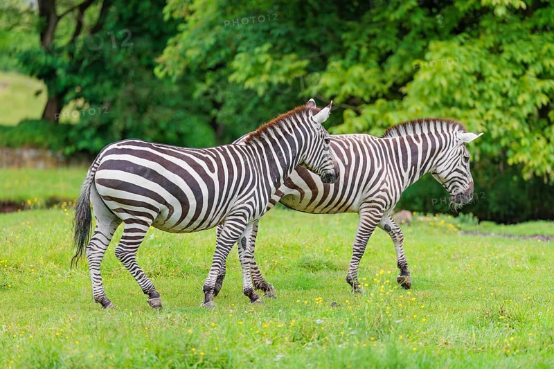 Two Grant's zebras (Equus quagga boehmi) walk across a green meadow. Kenya