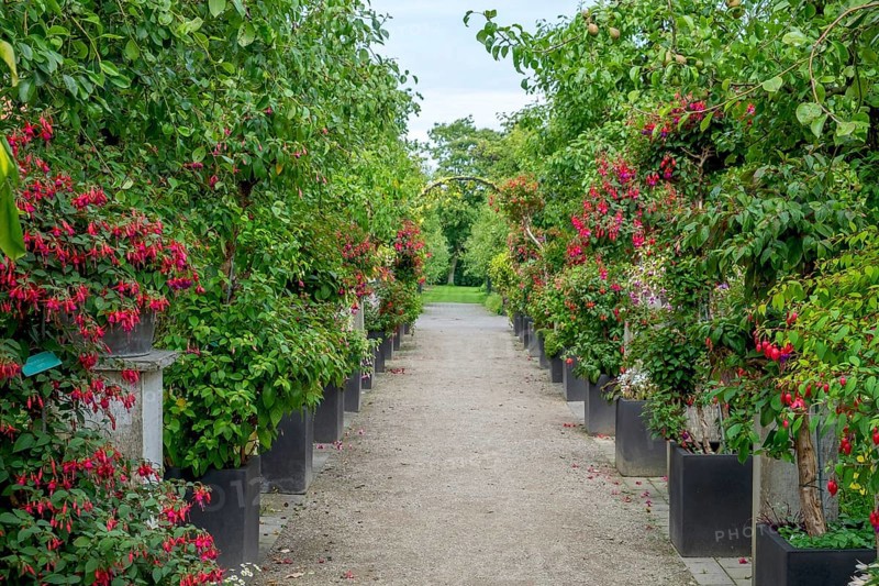 Fuchsia Show District Educational Garden, Burgsteinfurt, Steinfurt, Münsterland, North Rhine-Westphalia, Germany