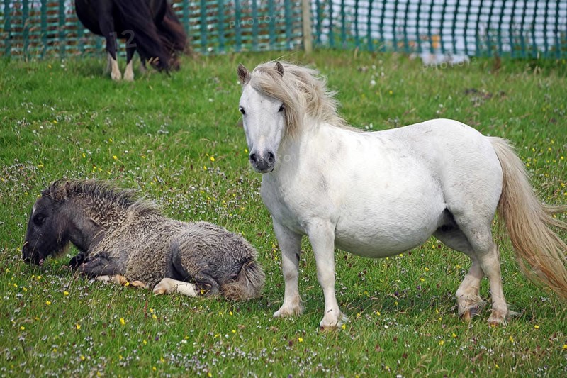 A standing white pony and a lying pony on a green pasture, Shetland pony, Shetland Islands, Lerwick, Scotland, Great Britain