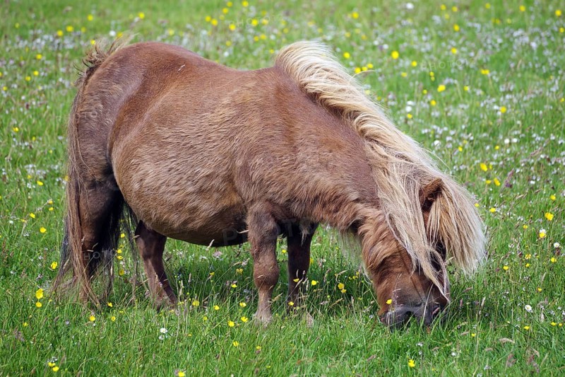 A brown pony grazing on a green meadow full of flowers illuminated by the sunlight, Shetland pony, Shetland Islands, Lerwick, Scotland, United Kingdom