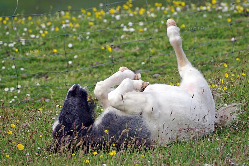 A black and white pony rolls happily in a meadow with flowers, joie de vivre, Shetland pony, Shetland Islands, Lerwick, Scotland, Great Britain
