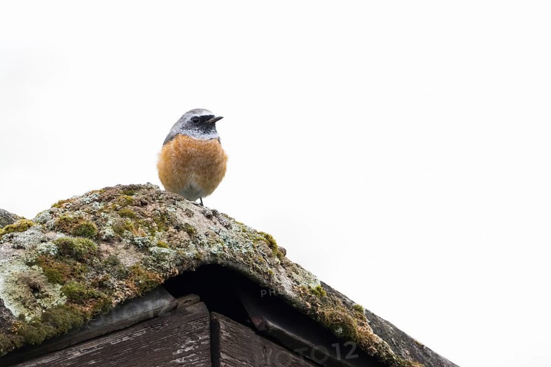 A redstart (Phoenicurus phoenicurus) sits on a moss-covered roof. Clear, minimalist depiction of tranquil nature, Hesse, Germany