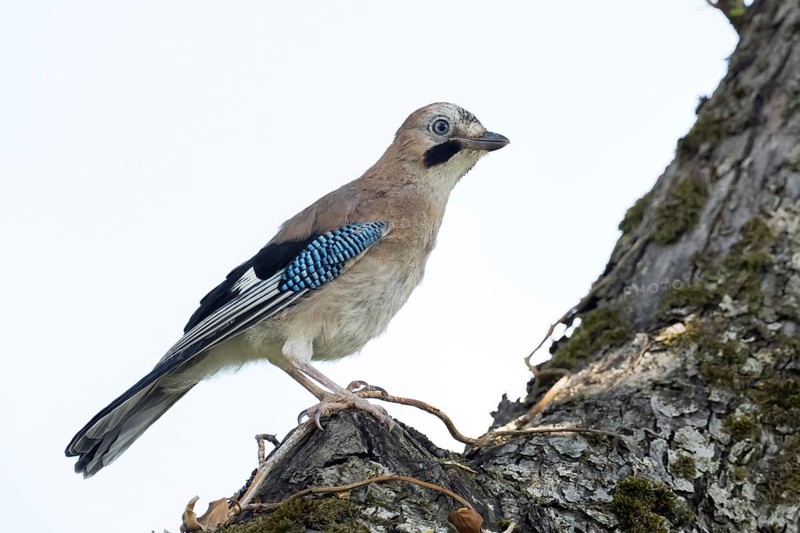 A jay (Garrulus glandarius) stands on a tree trunk, its blue wings unfurling against a clear background, Hesse, Germany