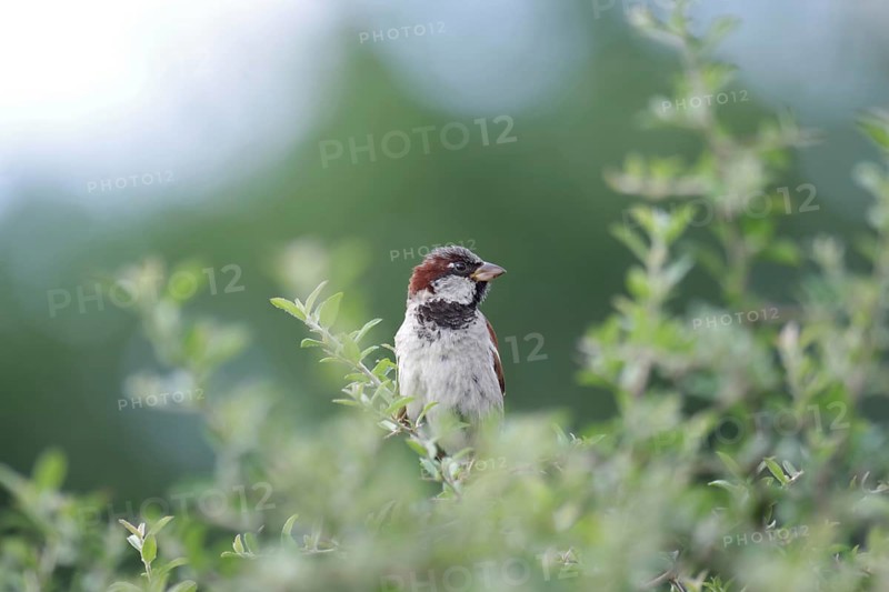 House sparrow (Passer domesticus), male, hedge, close-up, North Rhine-Westphalia, Germany, A single sparrow sits in a green hedge