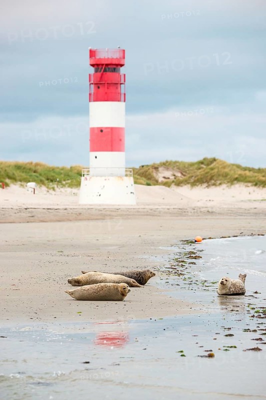 Several harbour seals (Phoca vitulina), seals, resting at low tide at the edge of the water, shore, sandy beach in front of the red and white striped lighthouse Helgoland Düne (rear light), small waves wash on the deserted, bright beach, calm sea in the evening, in the background white dunes, sand dunes with vegetation, little surf, overcast sky, nobody, maritime landscape, island Düne, Helgoland, Schleswig-Holstein, North Sea, Germany