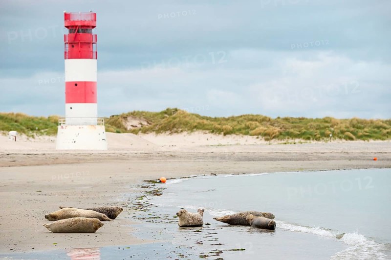 Several harbour seals (Phoca vitulina), seals, resting at low tide at the edge of the water, shore, sandy beach in front of the red and white striped lighthouse Helgoland Düne (rear light), small waves wash on the deserted, bright beach, calm sea in the evening, in the background white dunes, sand dunes with vegetation, little surf, overcast sky, nobody, maritime landscape, island Düne, Helgoland, Schleswig-Holstein, North Sea, Germany