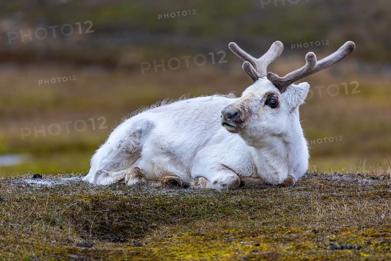 Svalbard skate (Rangifer tarandus platyrhynchus) resting in a meadow, Mammals (Mammalia), Longyearbyen, Svalbard, Svalbard
