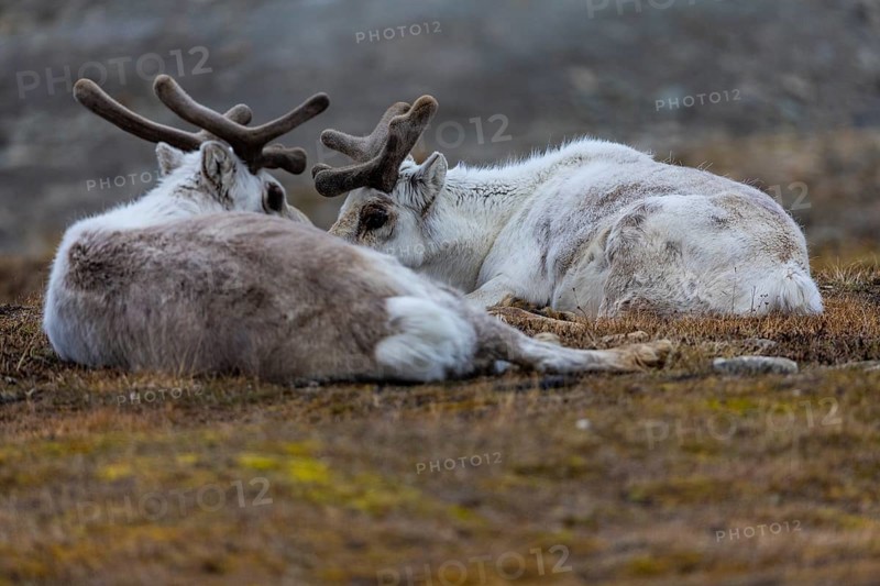 Spitsbergen roe deer (Rangifer tarandus platyrhynchus) resting in a meadow, Mammals (Mammalia), Longyearbyen, Spitsbergen, Svalbard