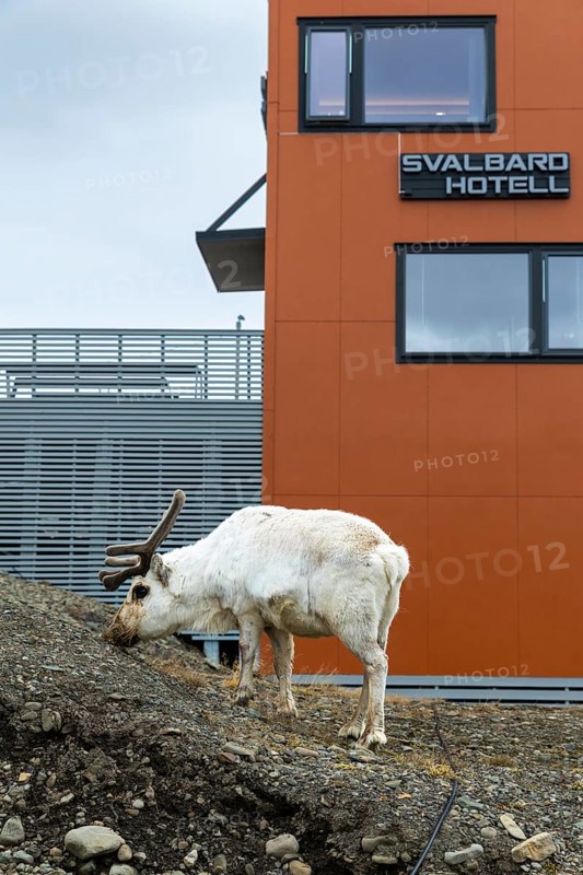 Svalbard skate (Rangifer tarandus platyrhynchus) off Svalbard Hotel, Mammals (Mammalia), Longyearbyen, Spitsbergen, Svalbard