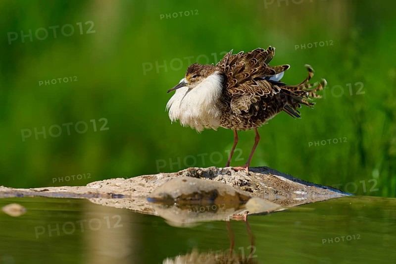A bird with fluffed up plumage on a rock in the water, against a green background with a clear reflection, Ruff (Calidris pugnax), spring, France