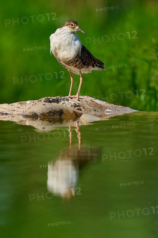 A standing bird on a rock in the water, with a natural green background and its reflection in the calm water, Ruff (Calidris pugnax), spring, France