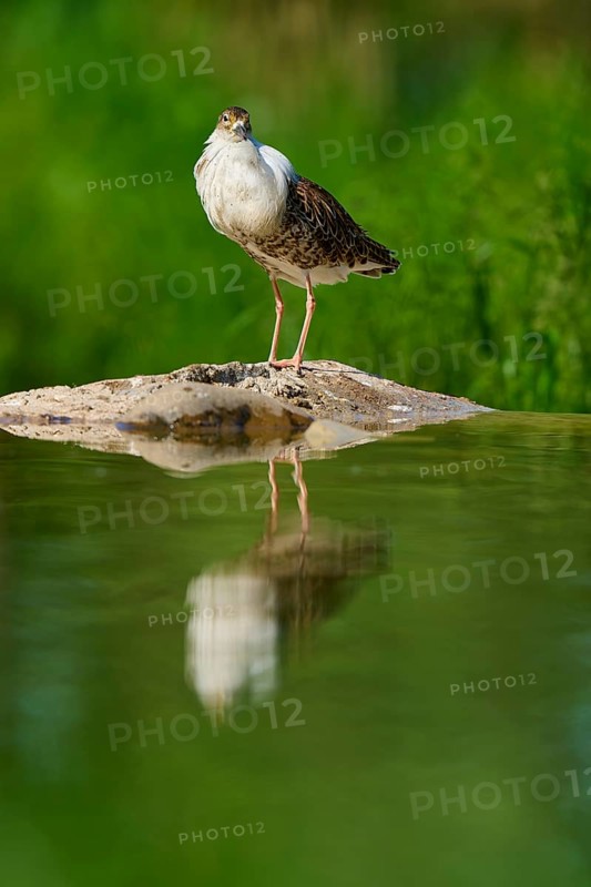 A bird stands on a rock in the water, surrounded by a green background, with a clear reflection on the water surface, Ruff (Calidris pugnax), Spring, France