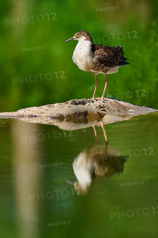 A bird on a rock in the water with its reflection, surrounded by a green, natural background, Ruff (Calidris pugnax), spring, France