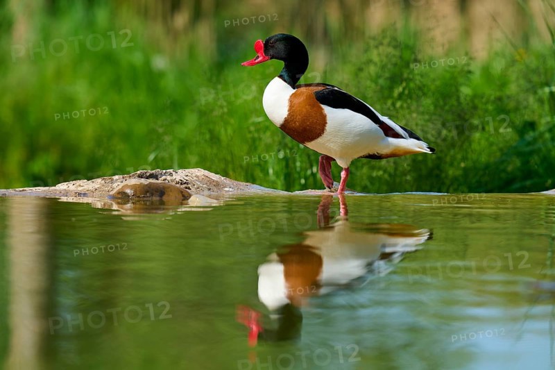 Duck with red beak standing by the water in a natural environment, shelduck (Tadorna tadorna), spring, France