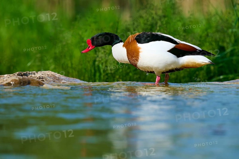 Duck with red beak at the water's edge in green nature, shelduck (Tadorna tadorna), spring, France