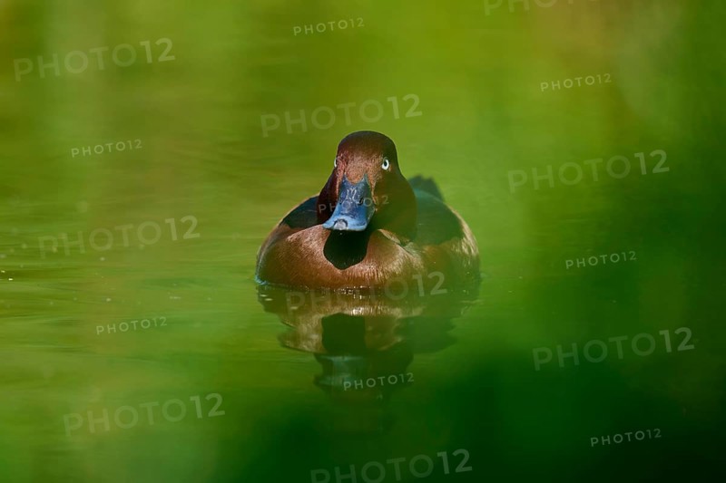 Brown duck swimming on green water surrounded by natural foliage, Ferruginous duck (Aythya nyroca), spring, France