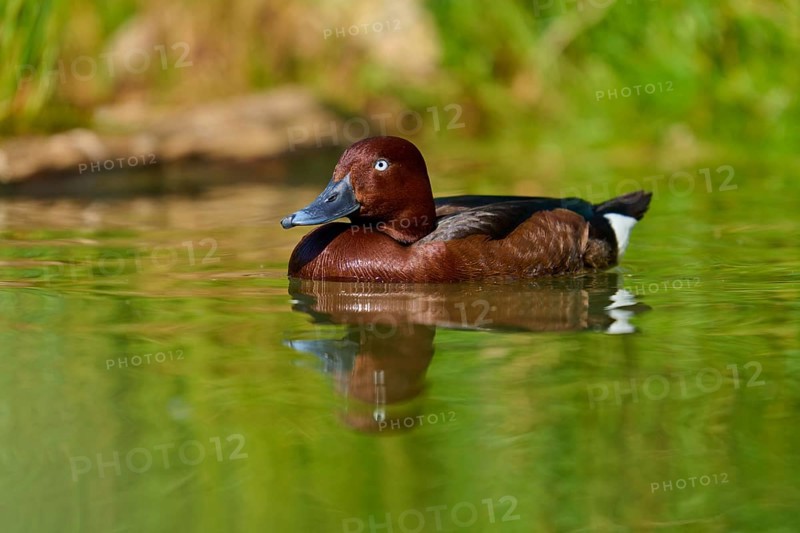 Brown duck calmly swimming along the green shore, peaceful nature, Ferruginous Duck (Aythya nyroca), spring, France