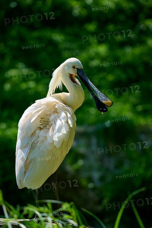 A white spoonbill with a long beak stands in front of a green background, European spoonbill (Platalea leucorodia), spring, France