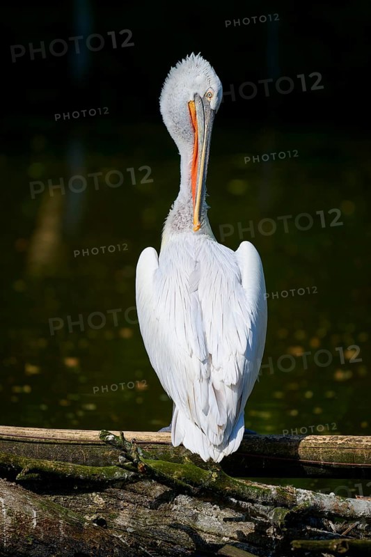A pelican stands by the water with its back to the viewer, surrounded by subdued light and tranquillity, Dalmatian pelican (Pelecanus crispus), spring, France