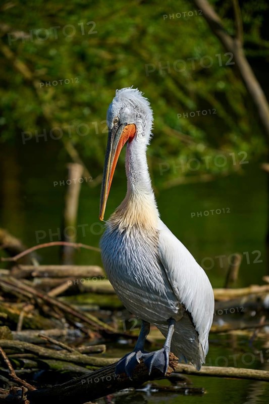A pelican stands on branches by the water, surrounded by green nature and sunshine, Dalmatian pelican (Pelecanus crispus), spring, France