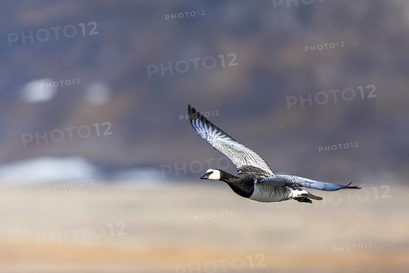 White-fronted Goose (Branta leucopsis), Geese (Anseriformes), in flight, Aventdalen, Longyearbyen, Spitsbergen, Svalbard