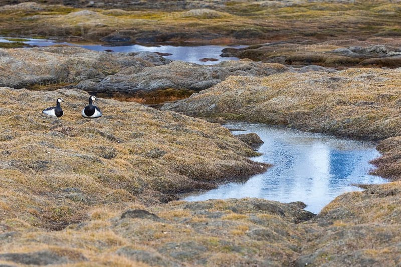 White-fronted goose (Branta leucopsis), pair lying on the ground by the water, Aventdalen, Longyearbyen, Spitsbergen, Svalbard