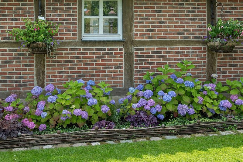 District educational garden, Kötterhaus with hydrangeas, Burgsteinfurt, Münsterland, North Rhine-Westphalia, Germany