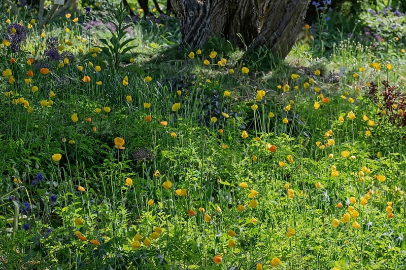 District educational garden, bed with poppies (Meconopsis cambrica) and summer perennials, Burgsteinfurt, Münsterland, North Rhine-Westphalia, Germany